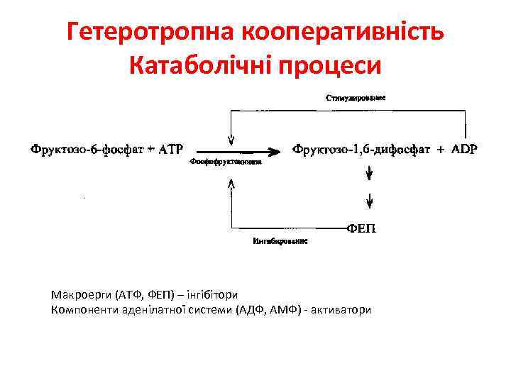 Гетеротропна кооперативність Катаболічні процеси Макроерги (АТФ, ФЕП) – інгібітори Компоненти аденілатної системи (АДФ, АМФ)