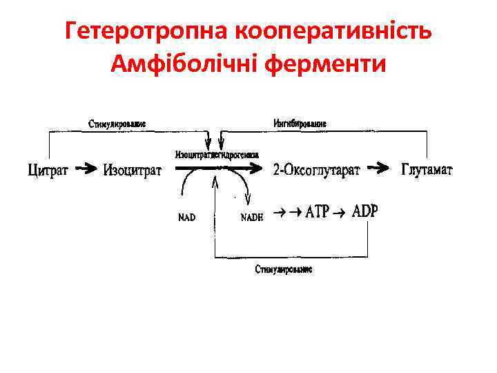 Гетеротропна кооперативність Амфіболічні ферменти 