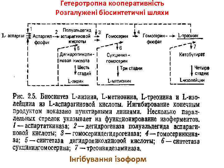 Гетеротропна кооперативність Розгалужені біосинтетичні шляхи Інгібування ізоформ 