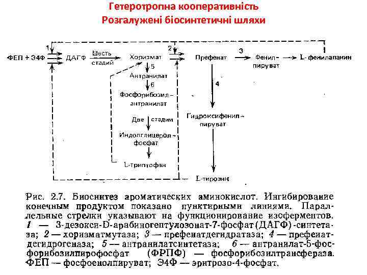 Гетеротропна кооперативність Розгалужені біосинтетичні шляхи 