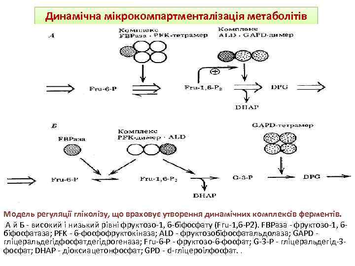 Динамічна мікрокомпартменталізація метаболітів Модель регуляції гліколізу, що враховує утворення динамічних комплексів ферментів. А й
