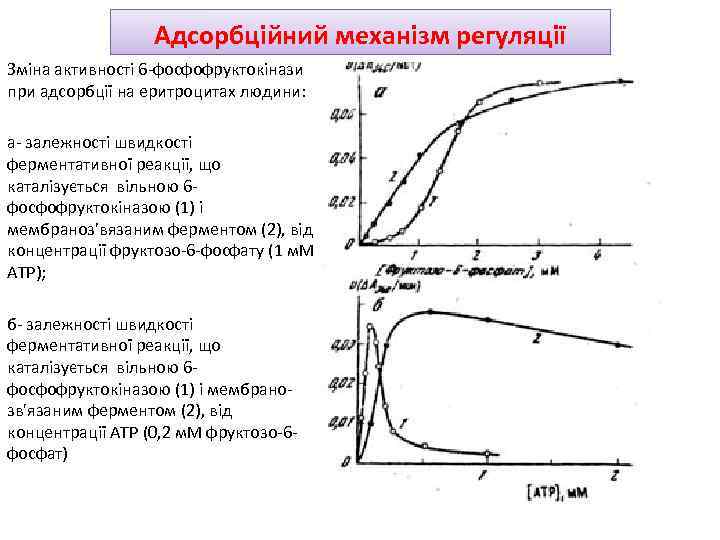 Адсорбційний механізм регуляції Зміна активності 6 -фосфофруктокінази при адсорбції на еритроцитах людини: а- залежності