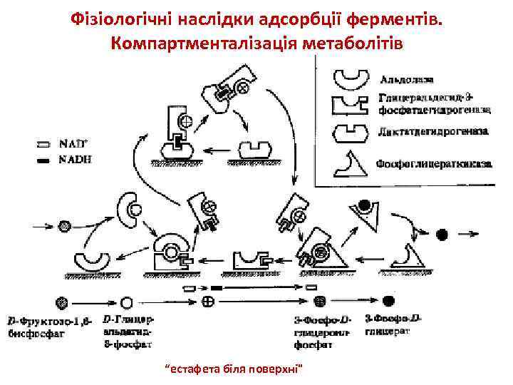 Фізіологічні наслідки адсорбції ферментів. Компартменталізація метаболітів “естафета біля поверхні