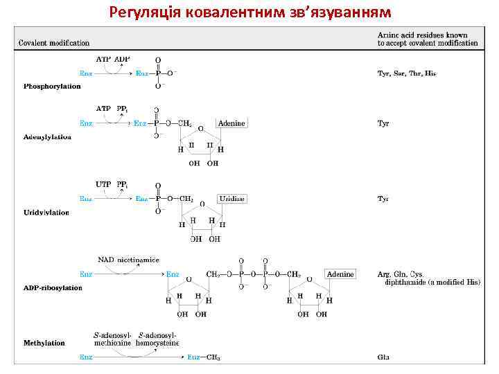 Регуляція ковалентним зв’язуванням 