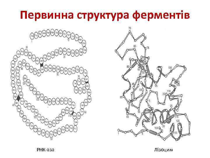 Первинна структура ферментів РНК-аза Лізоцим 