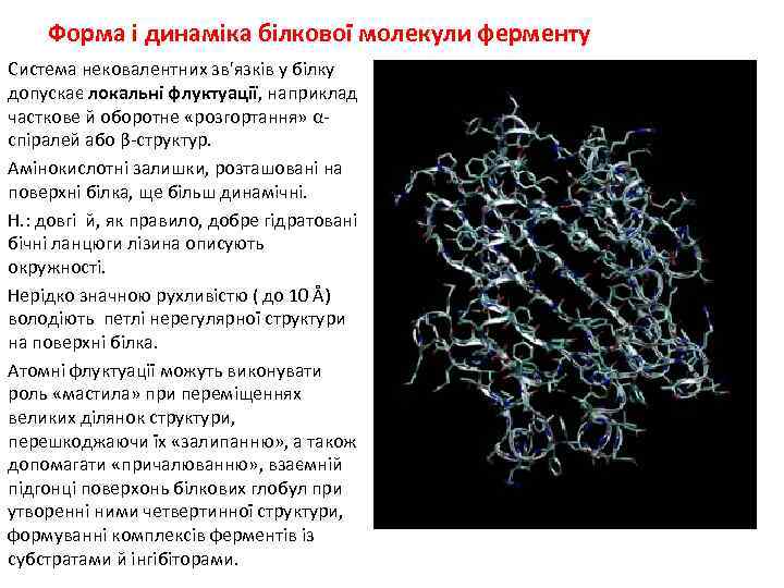 Форма і динаміка білкової молекули ферменту Сиcтема нековалентних зв'язків у білку допускає локальні флуктуації,