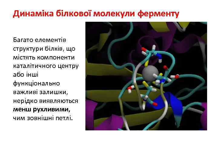 Динаміка білкової молекули ферменту Багато елементів структури білків, що містять компоненти каталітичного центру або