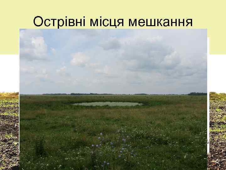 Острівні місця мешкання 13 