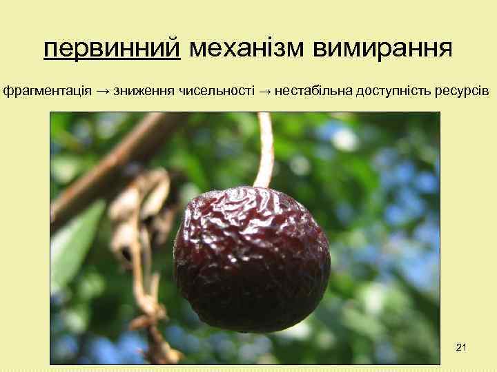 первинний механізм вимирання фрагментація → зниження чисельності → нестабільна доступність ресурсів 21 