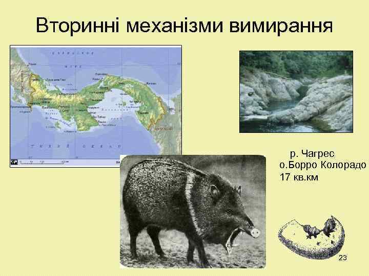 Вторинні механізми вимирання р. Чагрес о. Борро Колорадо 17 кв. км 23 