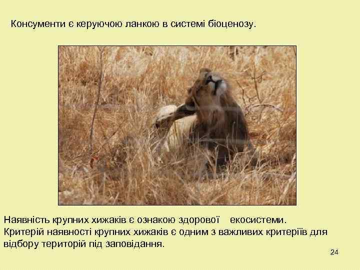 Консументи є керуючою ланкою в системі біоценозу. Наявність крупних хижаків є ознакою здорової екосистеми.