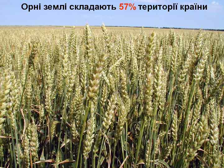 Орні землі складають 57% території країни 