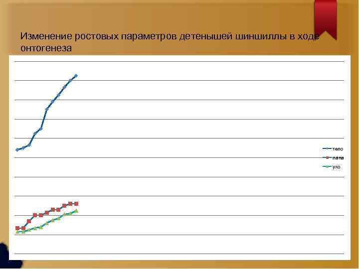 Изменение ростовых параметров детенышей шиншиллы в ходе онтогенеза тело лапа ухо 