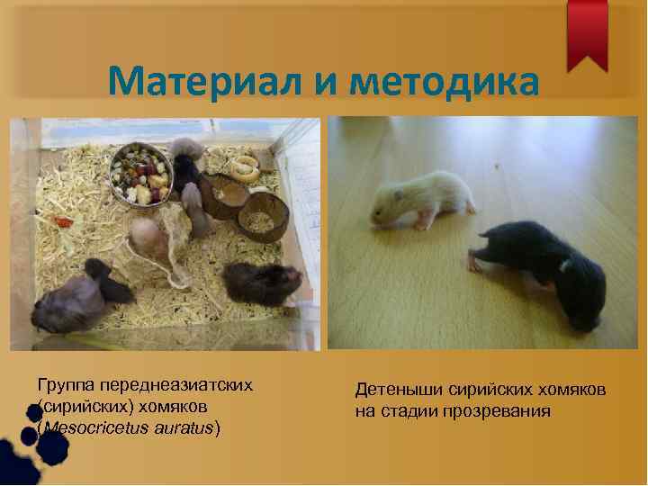 Материал и методика Группа переднеазиатских (сирийских) хомяков (Mesocricetus auratus) Детеныши сирийских хомяков на стадии