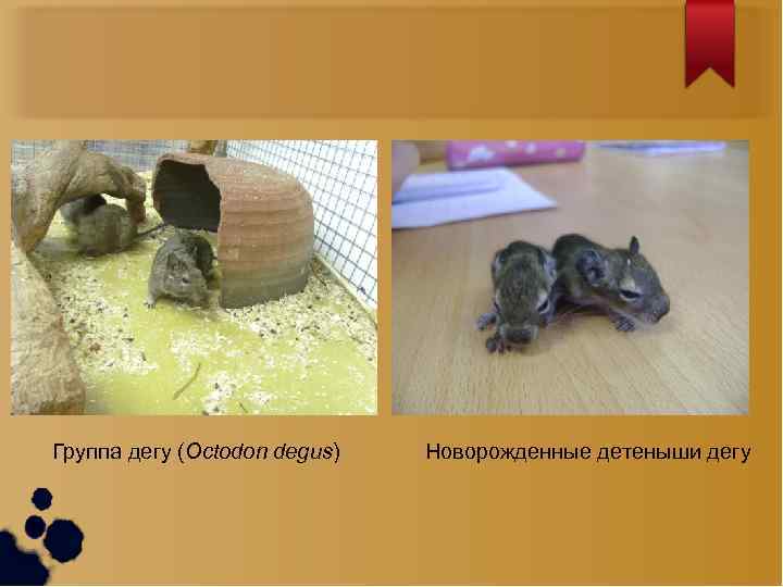 Группа дегу (Octodon degus) Новорожденные детеныши дегу 