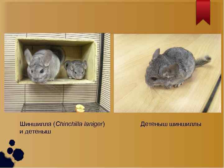 Шиншилла (Chinchilla laniger) и детеныш Детеныш шиншиллы 