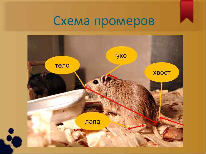Схема промеров ухо тело хвост лапа 