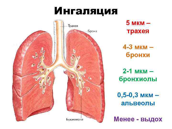 Ингаляция 5 мкм – трахея 4 -3 мкм – бронхи 2 -1 мкм –