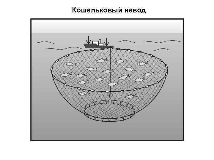 Русский невод адреса. Ловля рыбы кошельковым неводом. Лов кошельковым неводом. Вооружение кошелькового невода. Закидной невод схема. Кошельковый невод чертеж.