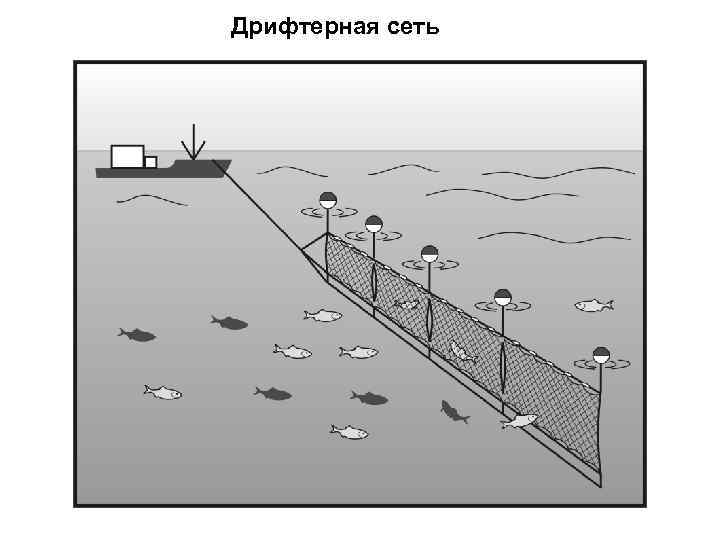 Конструкция сетей. Дрифтерный лов рыбы это. Дрифтерные сети. Лов рыбы дрифтерными сетями. Конструкция дрифтерных сетей.