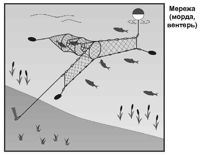 Мережа (морда, вентерь) 