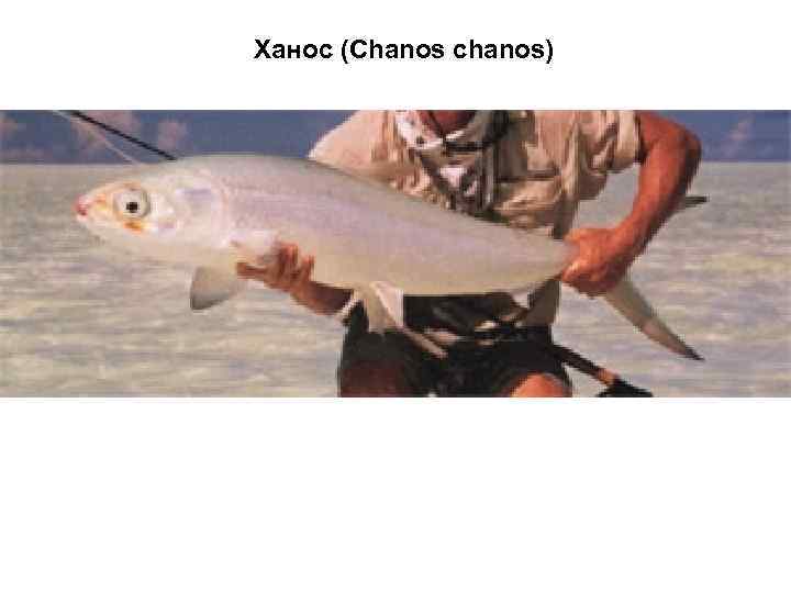 Ханос (Chanos chanos) 