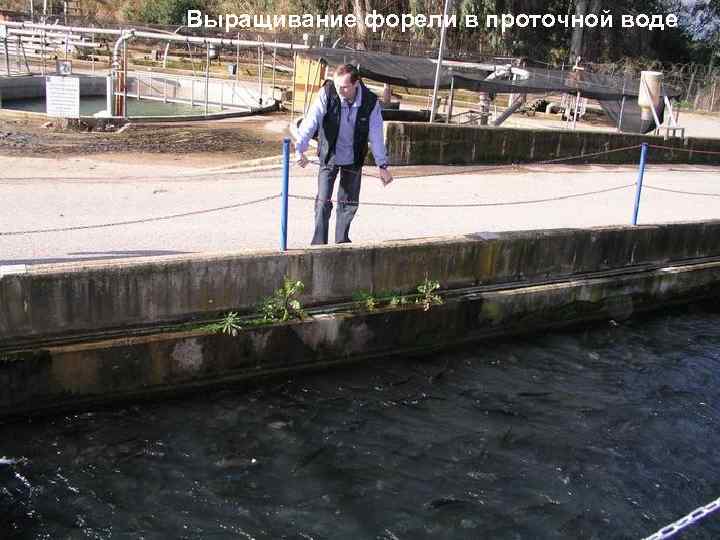 Выращивание форели в проточной воде 