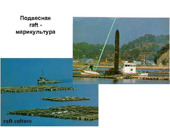 Подвесная raft марикультура 