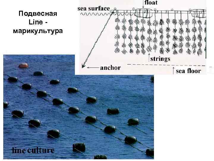 Подвесная Line марикультура 