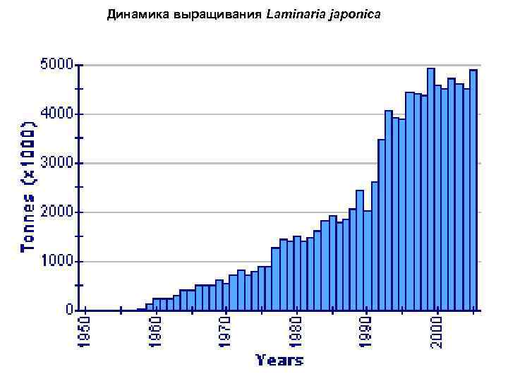 Динамика выращивания Laminaria japonica 