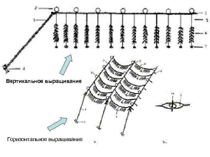 Вертикальное выращивание Горизонтальное выращивание 