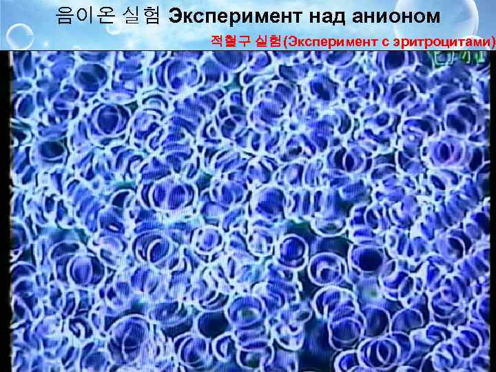음이온 실험 Эксперимент над анионом 적혈구 실험(Эксперимент с эритроцитами) 