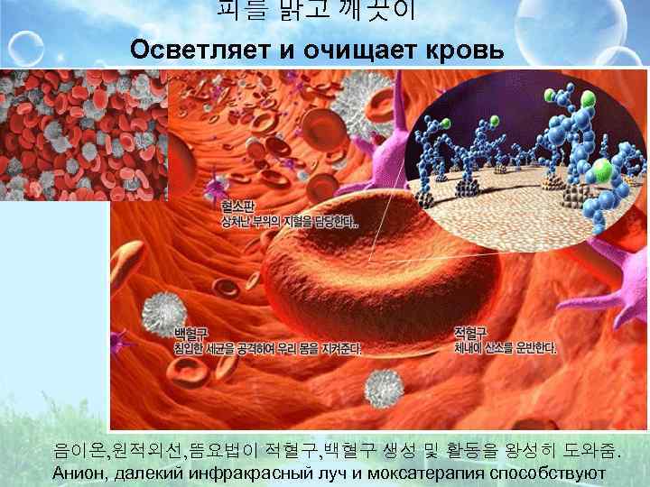 피를 맑고 깨끗이 Осветляет и очищает кровь 음이온, 원적외선, 뜸요법이 적혈구, 백혈구 생성 및