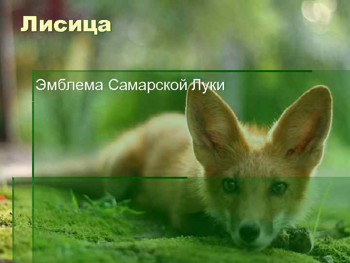 Лисица Эмблема Самарской Луки 