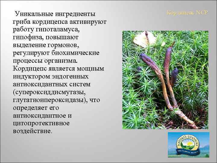  Уникальные ингредиенты гриба кордицепса активируют работу гипоталамуса, гипофиза, повышают выделение гормонов, регулируют биохимические