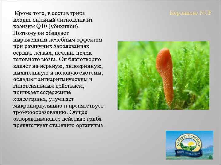  Кроме того, в состав гриба входит сильный антиоксидант коэнзим Q 10 (убихинон). Поэтому