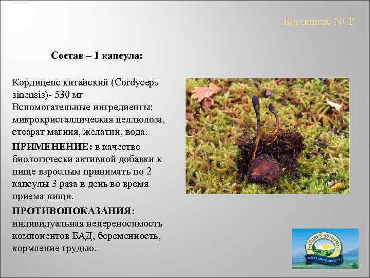 Кордицепс NCP Состав – 1 капсула: Кордицепс китайский (Cordyceps sinensis)- 530 мг Вспомогательные ингредиенты: