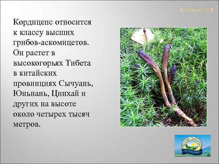 Кордицепс NCP Кордицепс относится к классу высших грибов-аскомицетов. Он растет в высокогорьях Тибета в