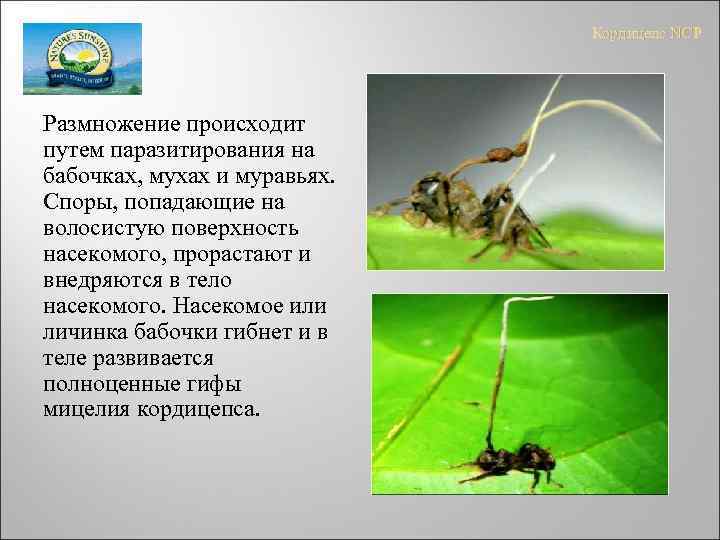 Кордицепс NCP Размножение происходит путем паразитирования на бабочках, мухах и муравьях. Споры, попадающие на
