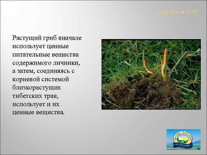 Кордицепс NCP Растущий гриб вначале использует ценные питательные вещества содержимого личинки, а затем, соединяясь