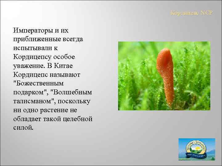 Кордицепс NCP Императоры и их приближенные всегда испытывали к Кордицепсу особое уважение. В Китае