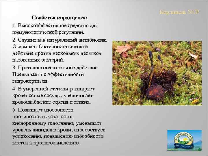 Свойства кордицепса: 1. Высокоэффективное средство для иммунологической регуляции. 2. Служит как натуральный антибиотик. Оказывает