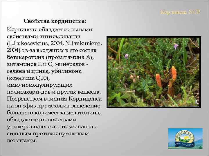 Кордицепс NCP Свойства кордицепса: Кордицепс обладает сильными свойствами антиоксиданта (L. Lukosevicius, 2004, N. Jankuniene,