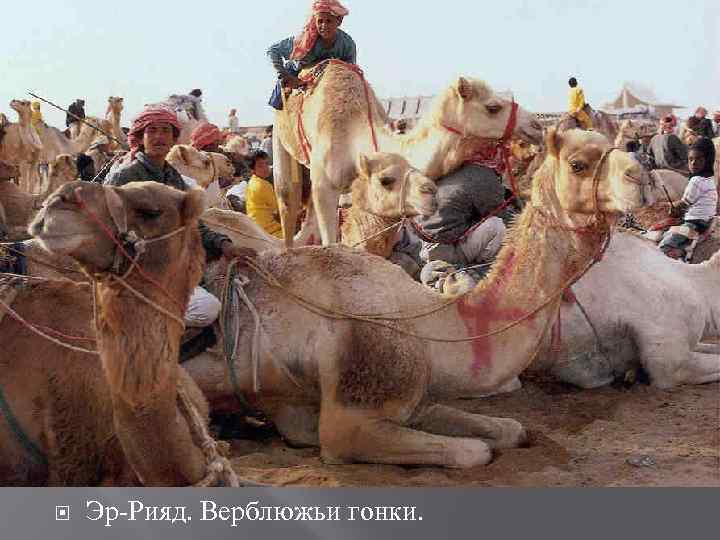  Эр-Рияд. Верблюжьи гонки. 