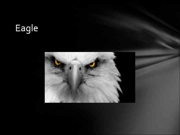 Eagle 