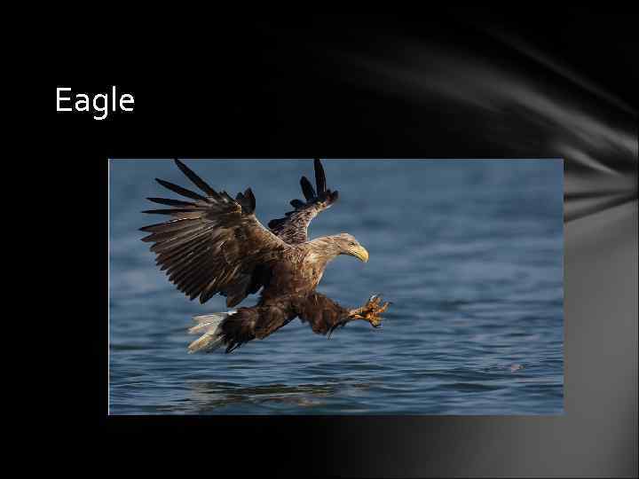 Eagle 