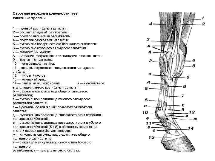 Кость грудной конечности. Строение конечности лошади скелет. Строение запястного сустава лошади. Скелет лошади строение ног. Связки путового сустава лошади.