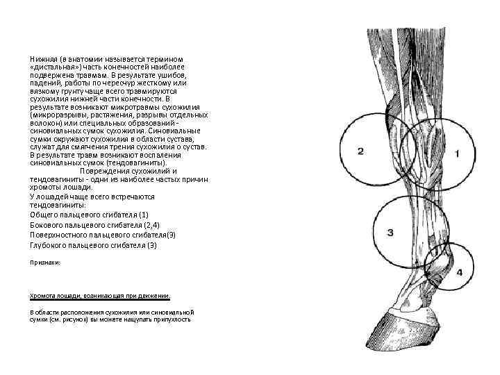 Нижняя (в анатомии называется термином «дистальная» ) часть конечностей наиболее подвержена травмам. В результате