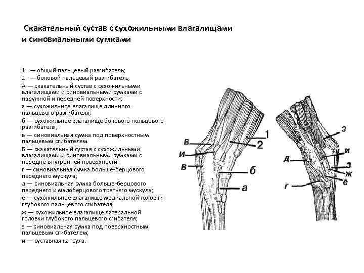 Развернутое влагалище фото