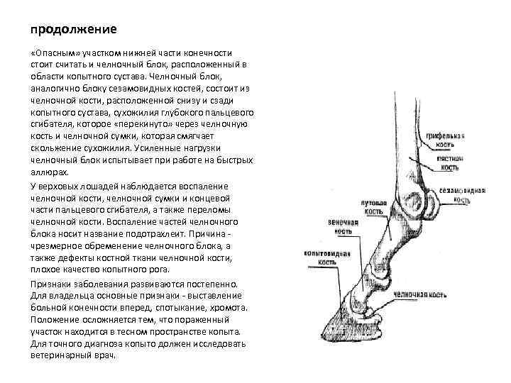 продолжение «Опасным» участком нижней части конечности стоит считать и челночный блок, расположенный в области